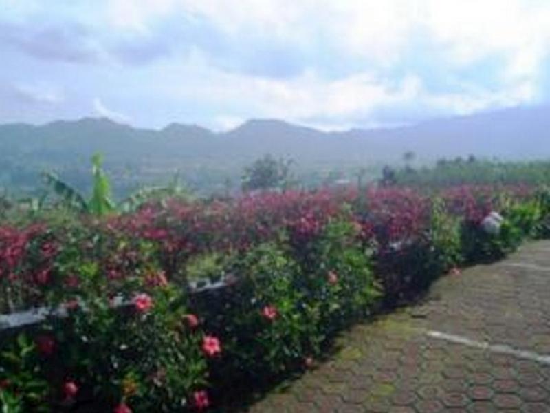 Venetys Wisma tamu Lembang